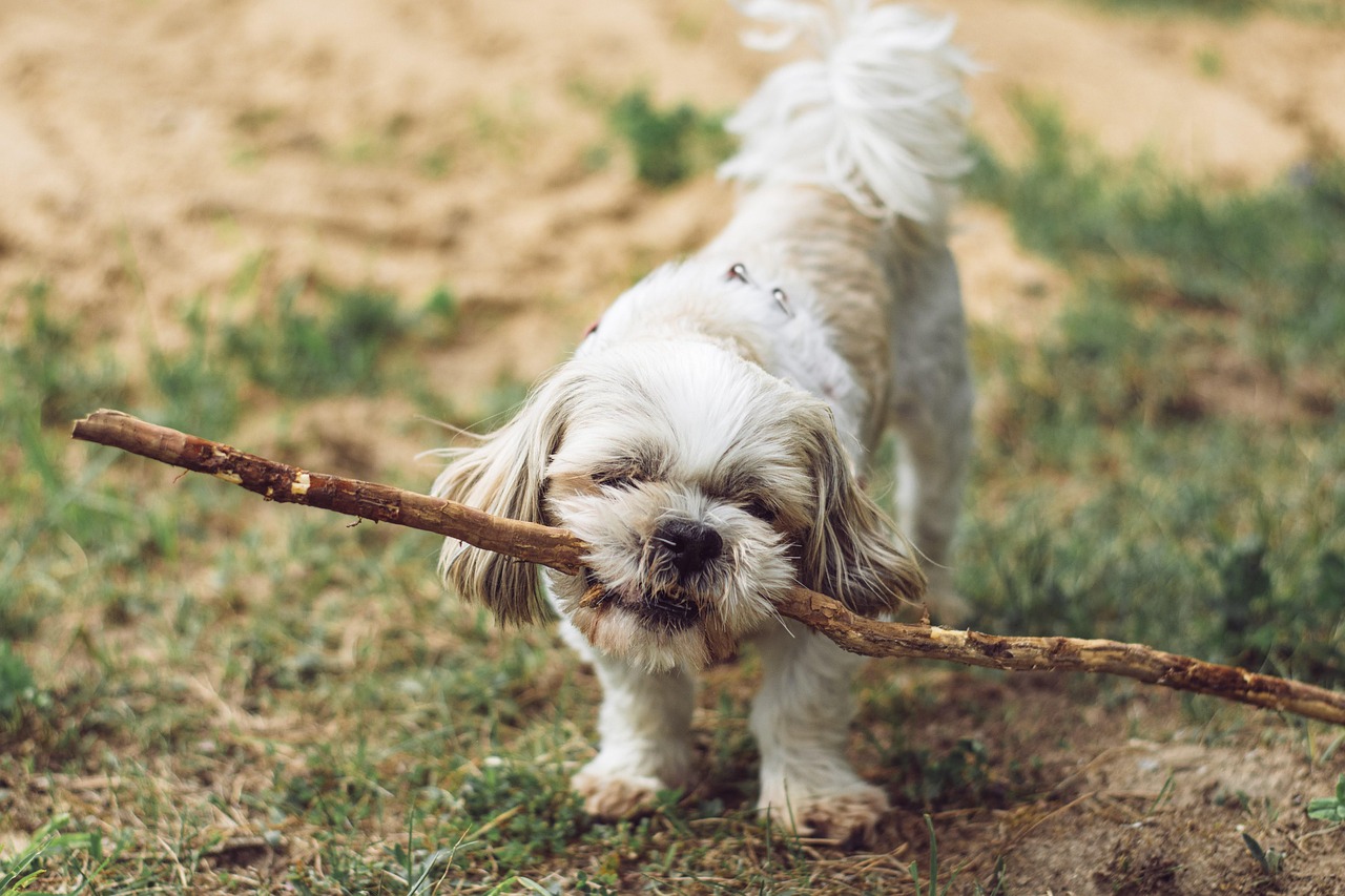 dog training for kids – Image 3