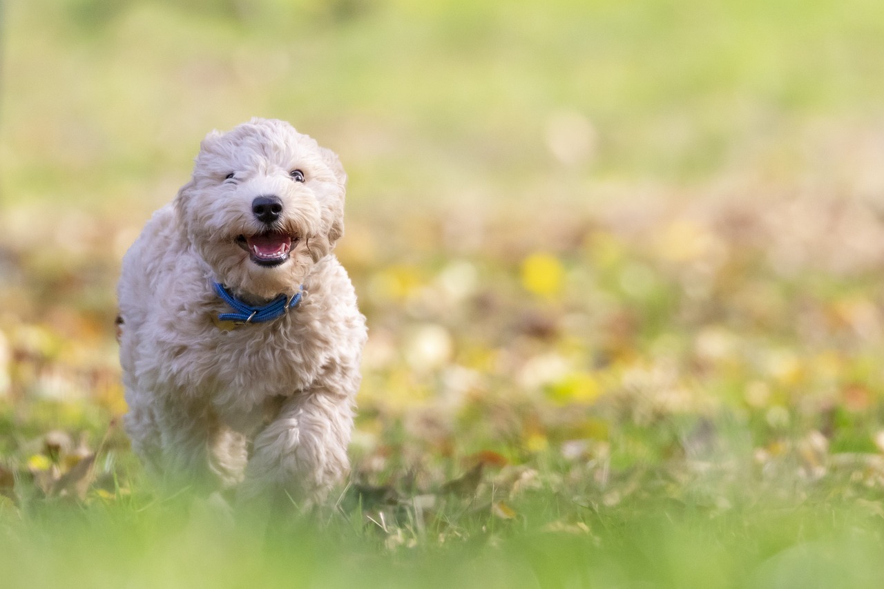 dog training for kids – Image 1