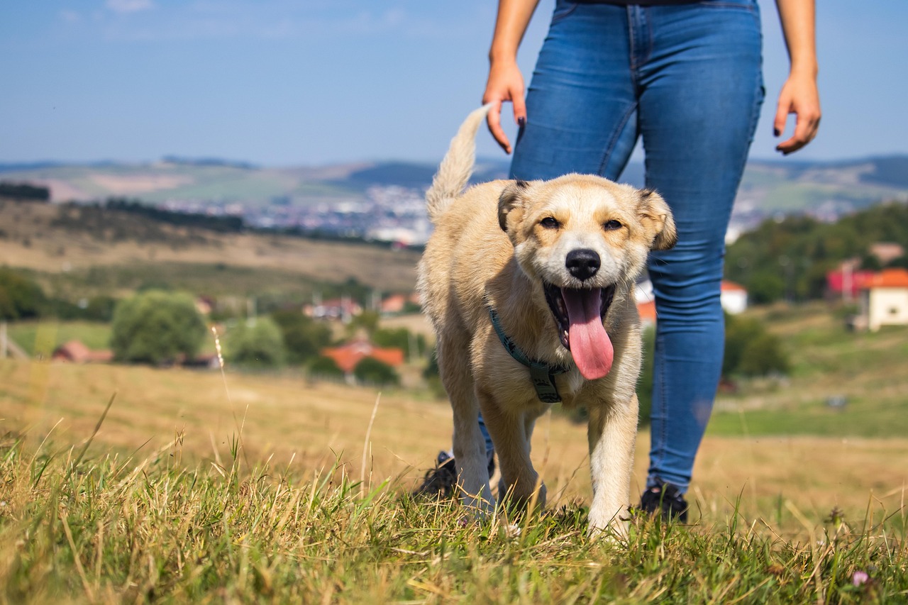 dog training for kids – Image 4