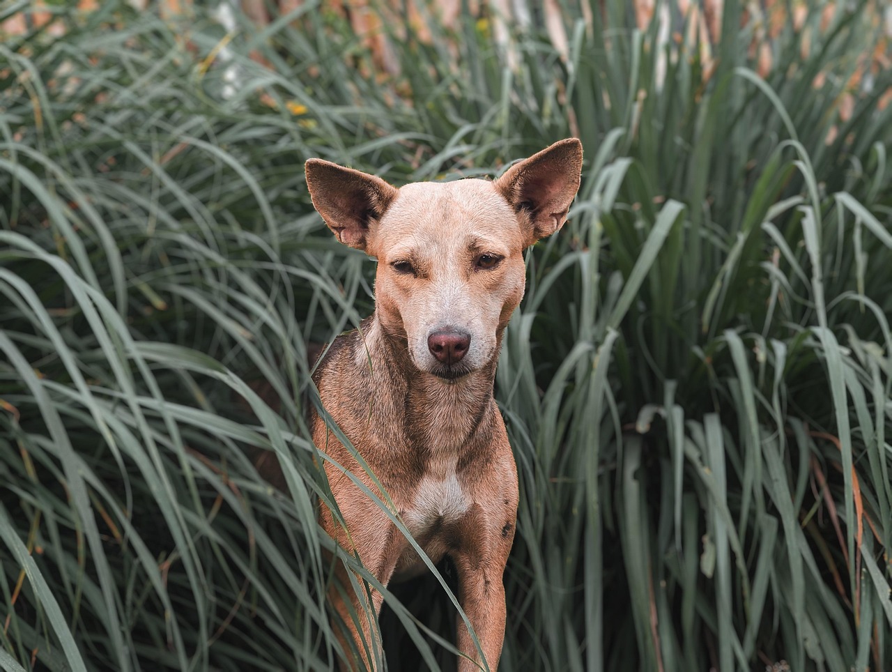 dog training for kids – Image 1