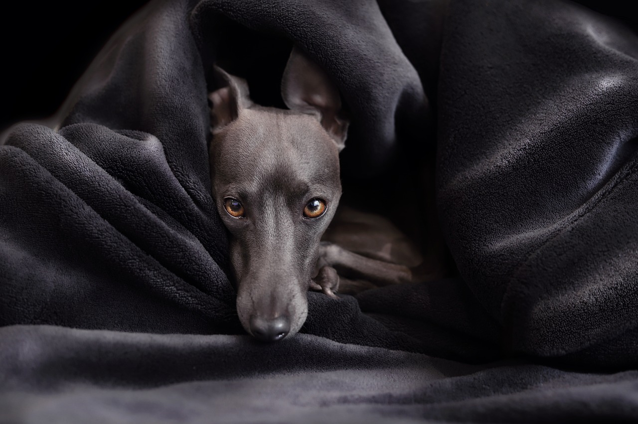 dog training for kids – Image 2