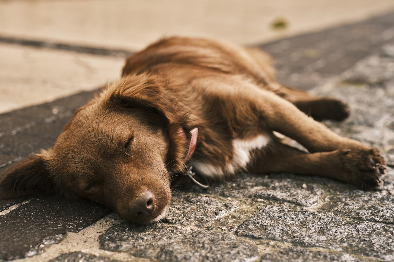 dog training for kids – Image 4