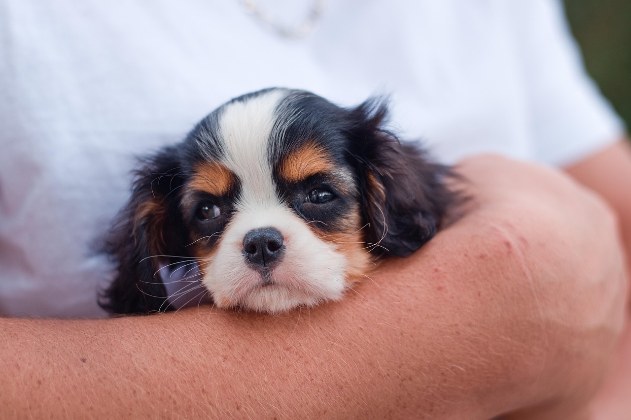 dog training for kids – Image 1