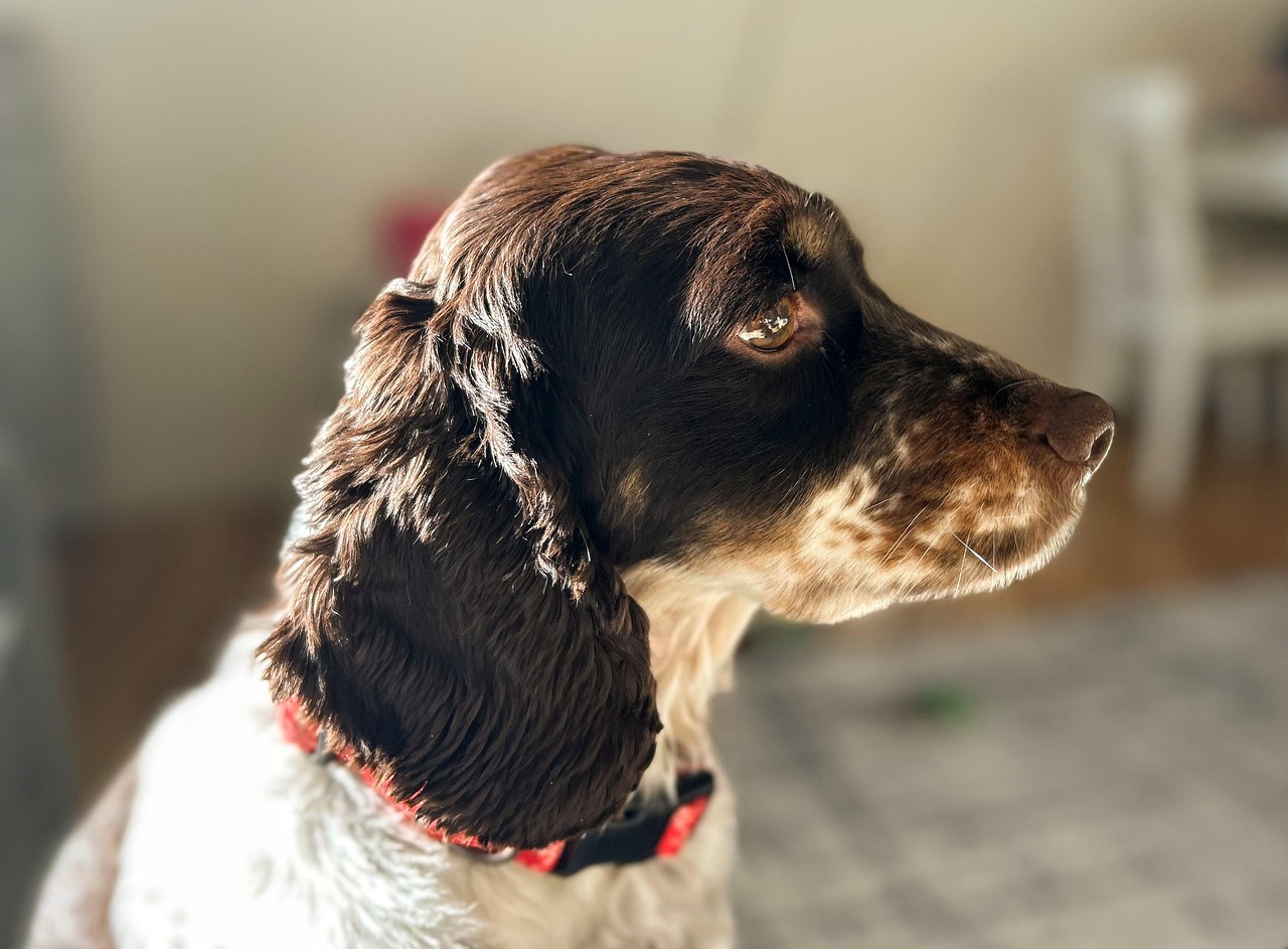 dog training for kids – Image 3