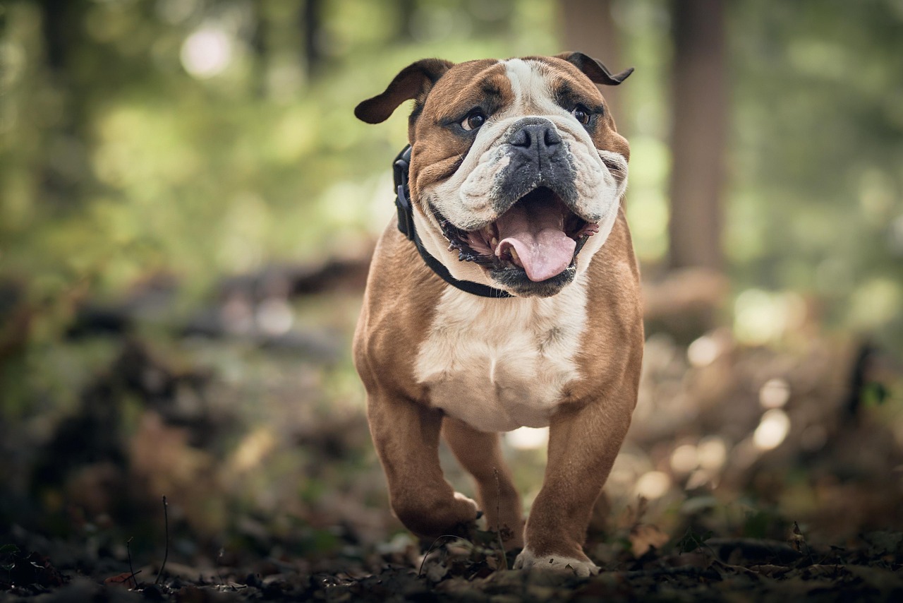 dog training for kids – Image 1