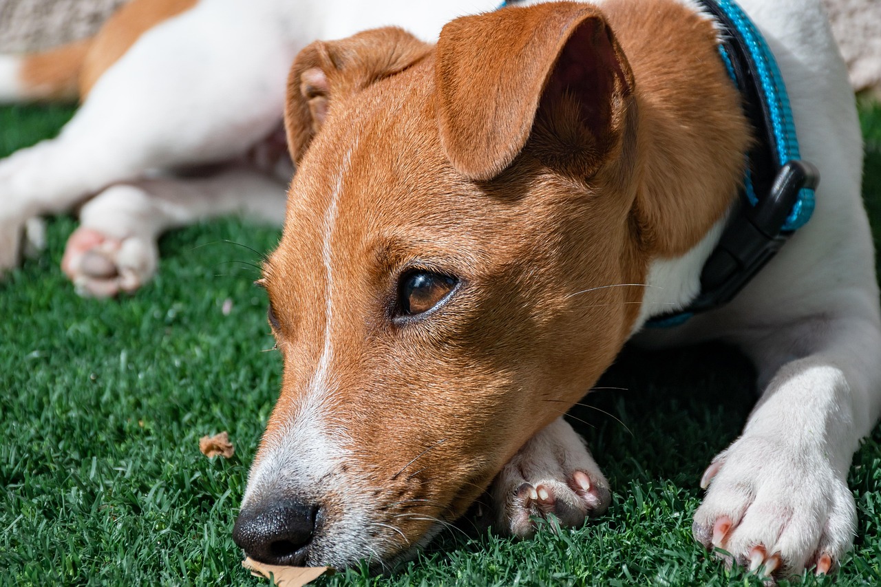 dog training for kids – Image 1