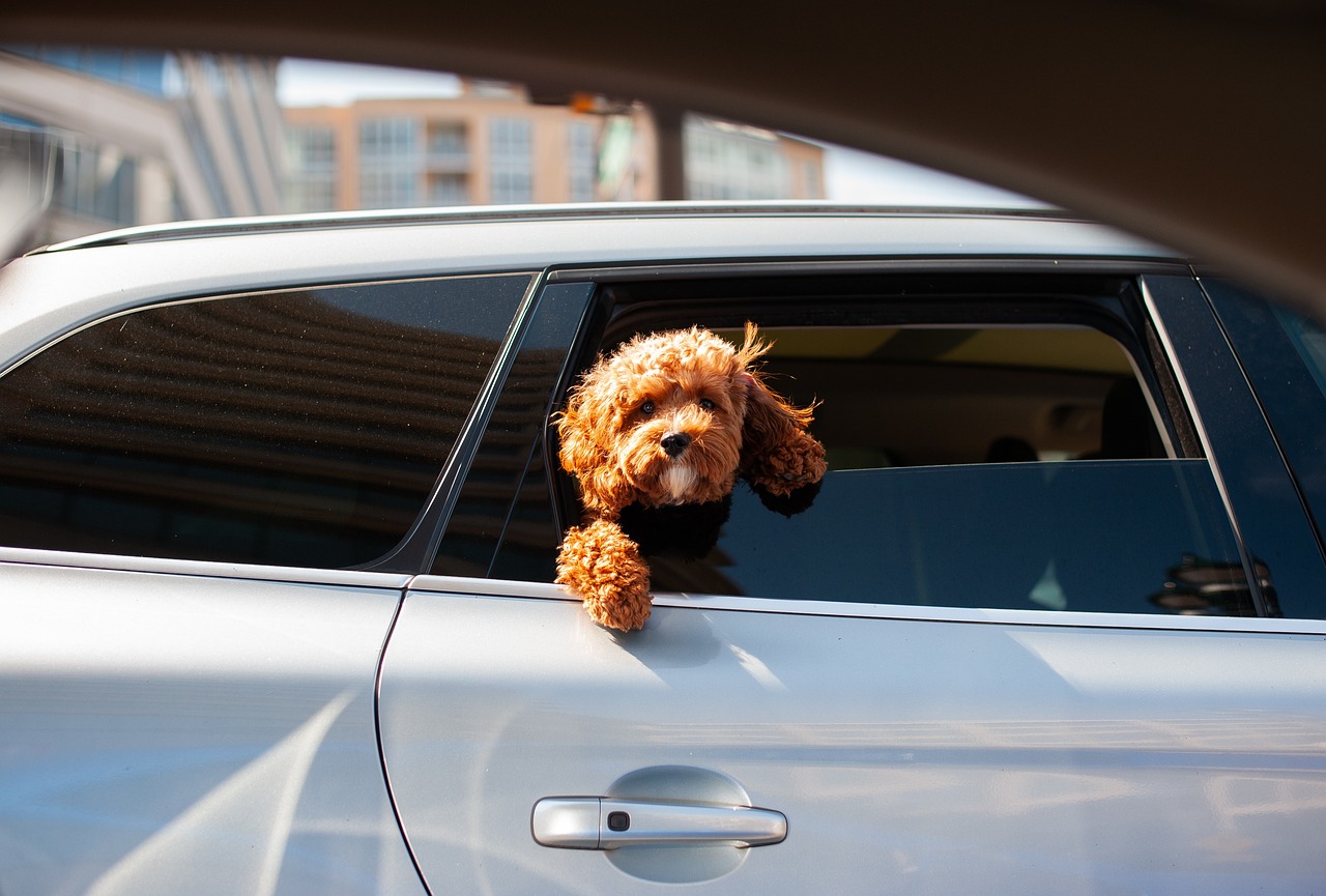 dog training for kids – Image 3