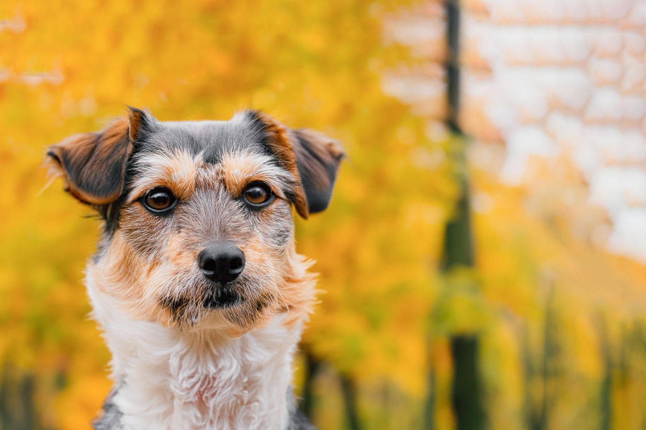 dog training for kids – Image 1
