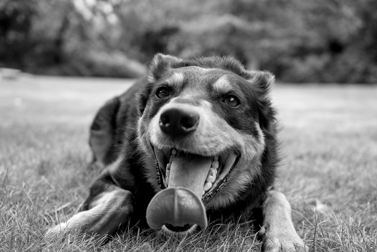dog training for kids – Image 2