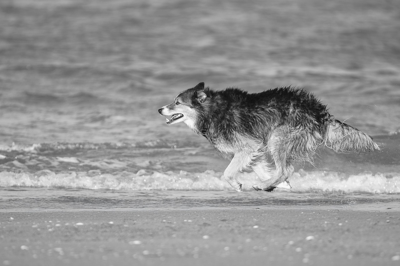 dog training for kids – Image 2