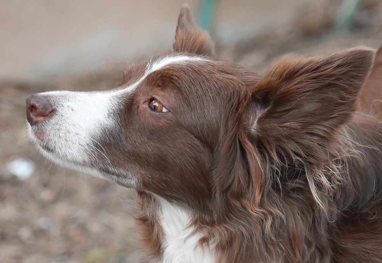 dog training for kids – Image 6