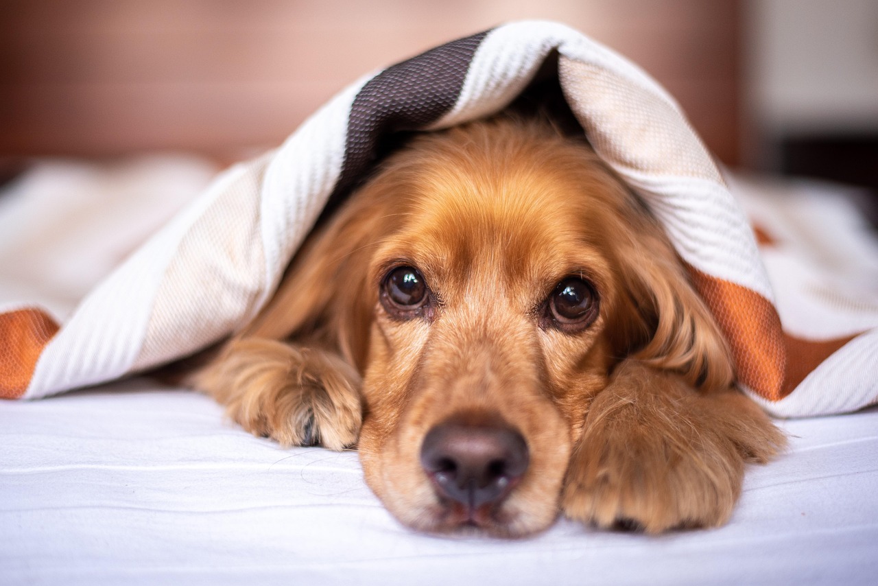 dog training for kids – Image 2
