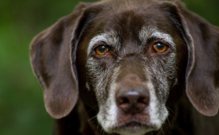 Kid-Friendly Guide: 7 Steps to Training Your Dog Successfully