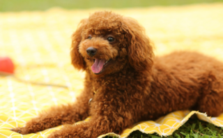 Teaching Kids to Train Dogs: A Step-by-Step Guide for Fun