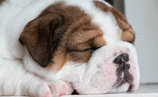 Kid-Friendly Guide: Mastering Basic Dog Training Skills