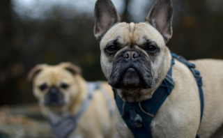 Kid-Friendly Guide: Mastering Basic Dog Training Skills