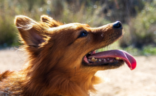 Kid-Friendly Techniques for Dog Training: A Comprehensive Guide