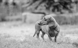 Teach Kids Responsibility: A Guide to Dog Training