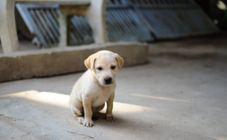 Teach Kids Responsibility: A Guide to Dog Training