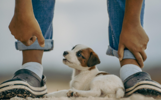 Fun Dog Training: 5 Techniques Kids Can Easily Master