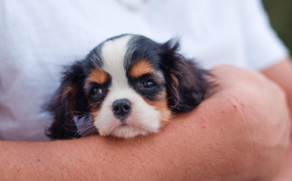 Teaching Tails: Easy Dog Training Guide for Kids