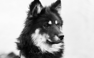 Dog Training for Kids: A Simplified and Exciting Guide