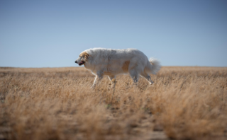 Simple Dog Training Techniques: A Comprehensive Guide for Kids