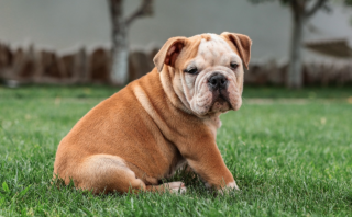 Effective Dog Training Methods for Kids: A Comprehensive Guide