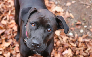 5 Simple Steps to Teach Kids Dog Training Skills