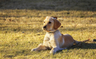 5 Simple Steps to Teach Kids Dog Training Skills