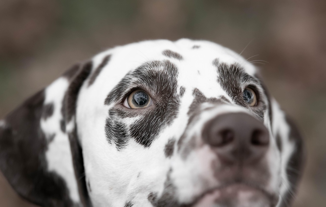 Dog breeds – Image 1