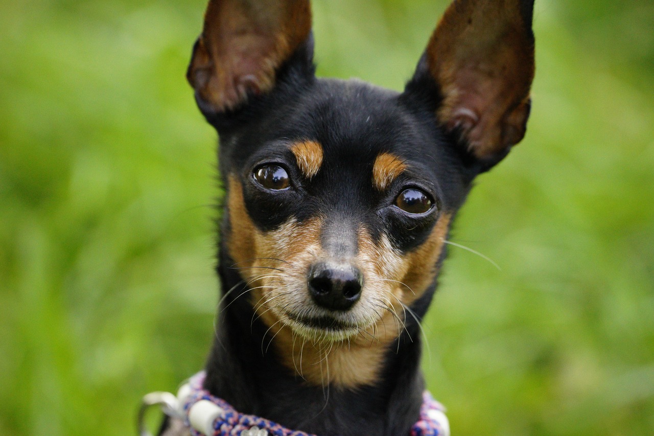 dog training – Image 1