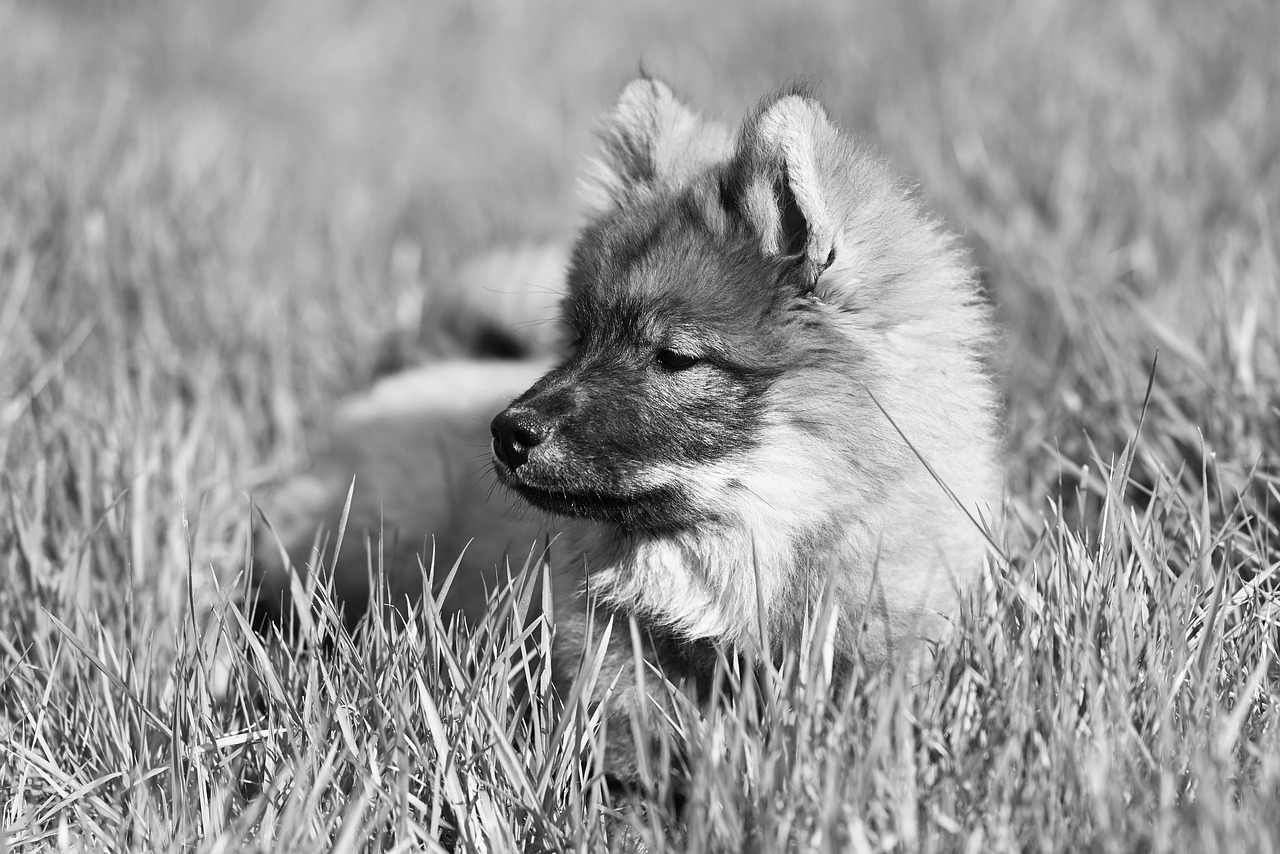 dog training – Image 2