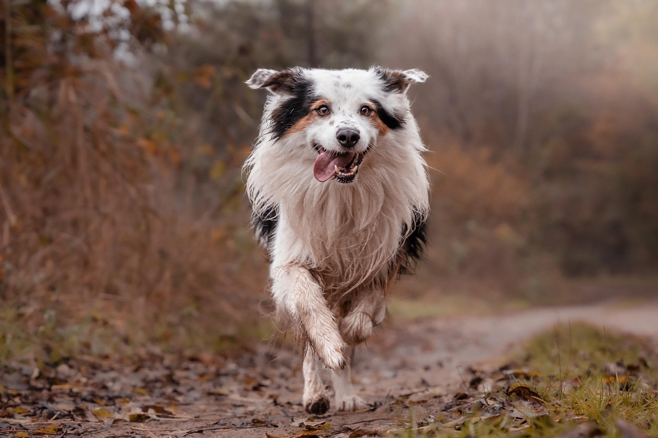 dog training – Image 1