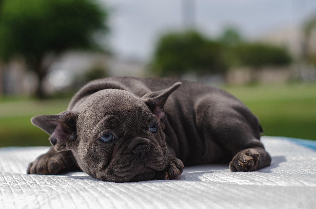 dog training – Image 1