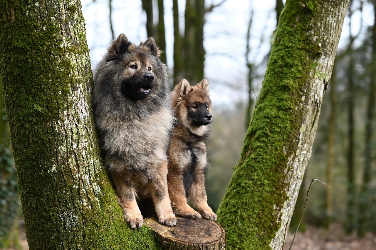dog training – Image 1
