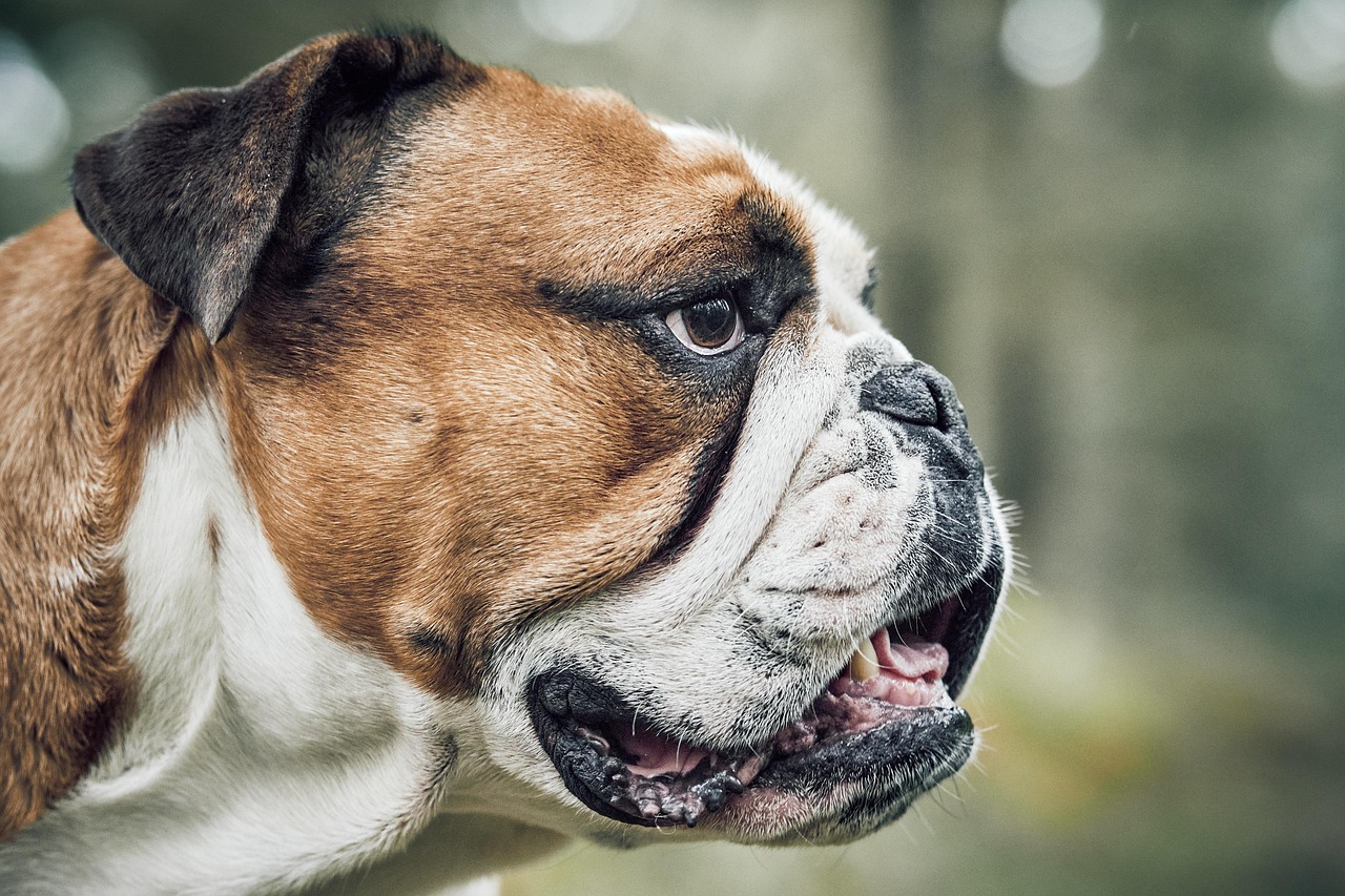 dog training – Image 1