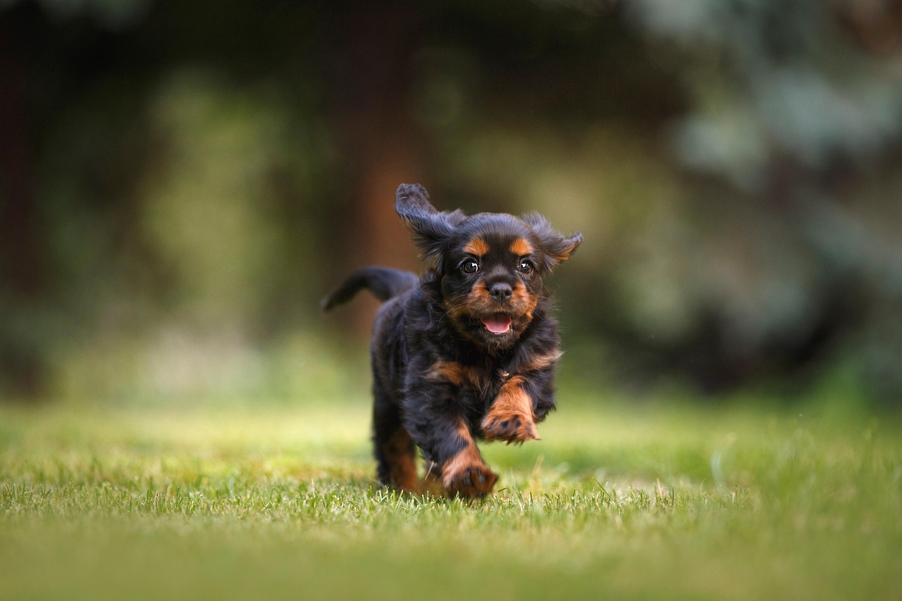 dog training – Image 1