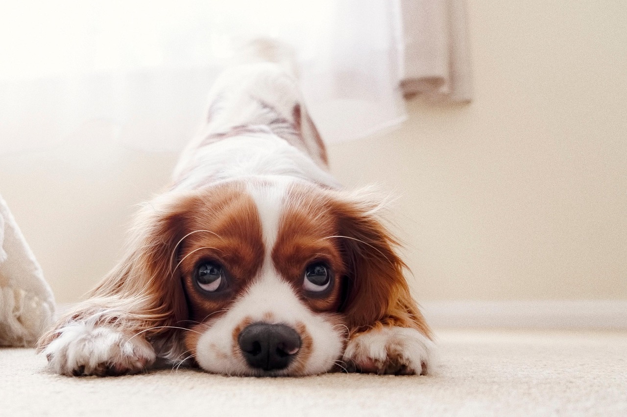 dog training – Image 1