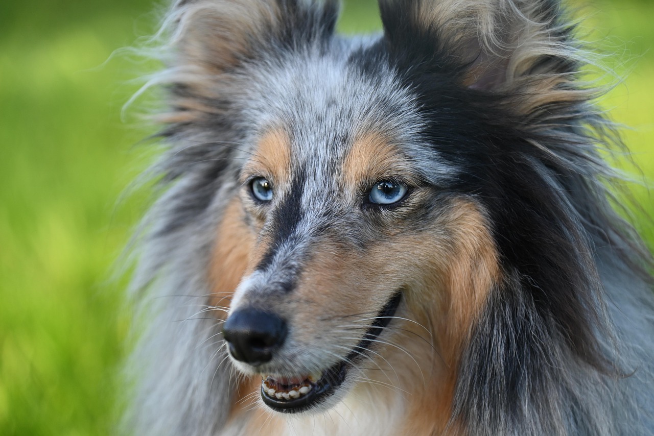 dog training – Image 2