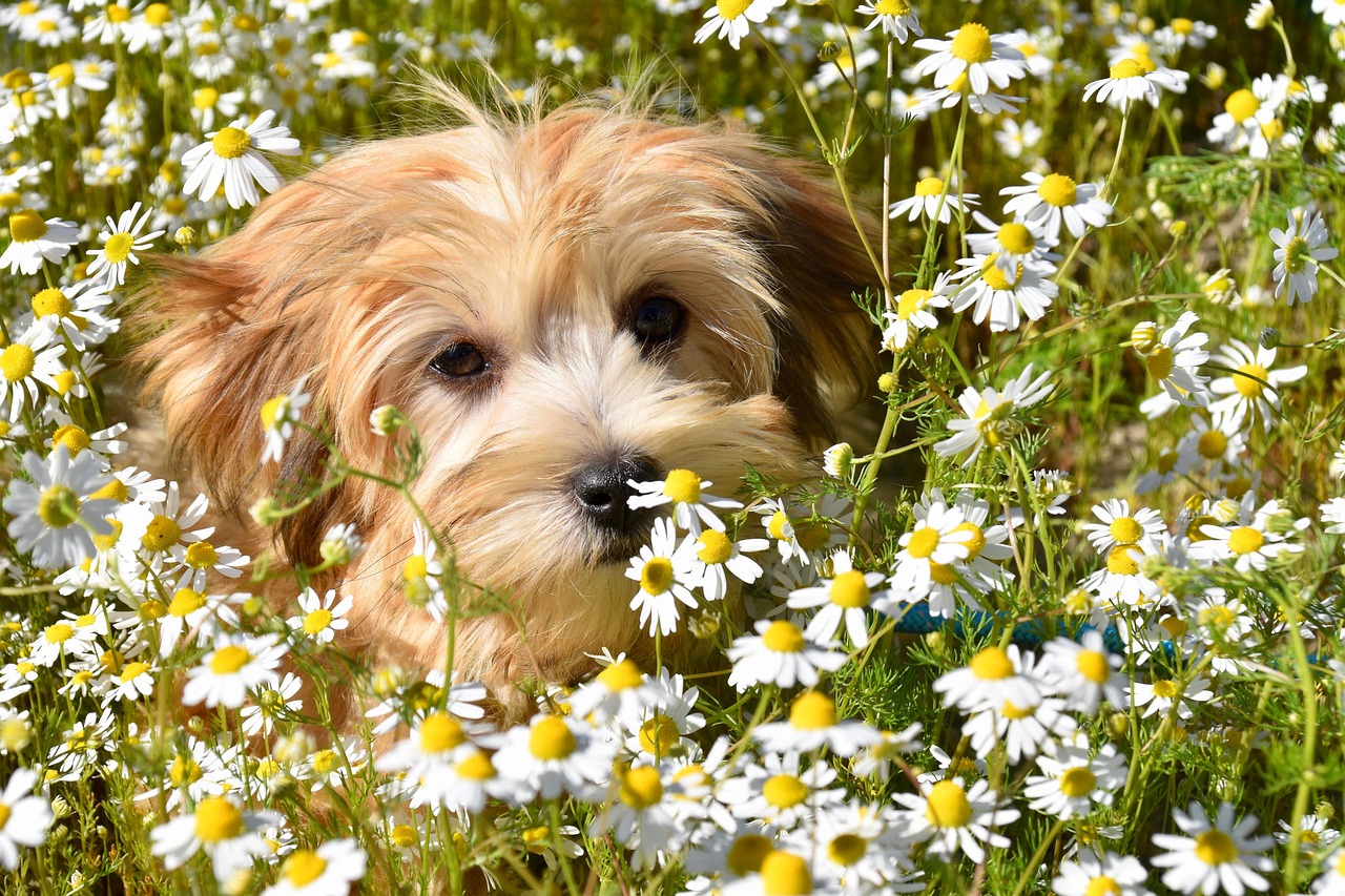 dog training – Image 1