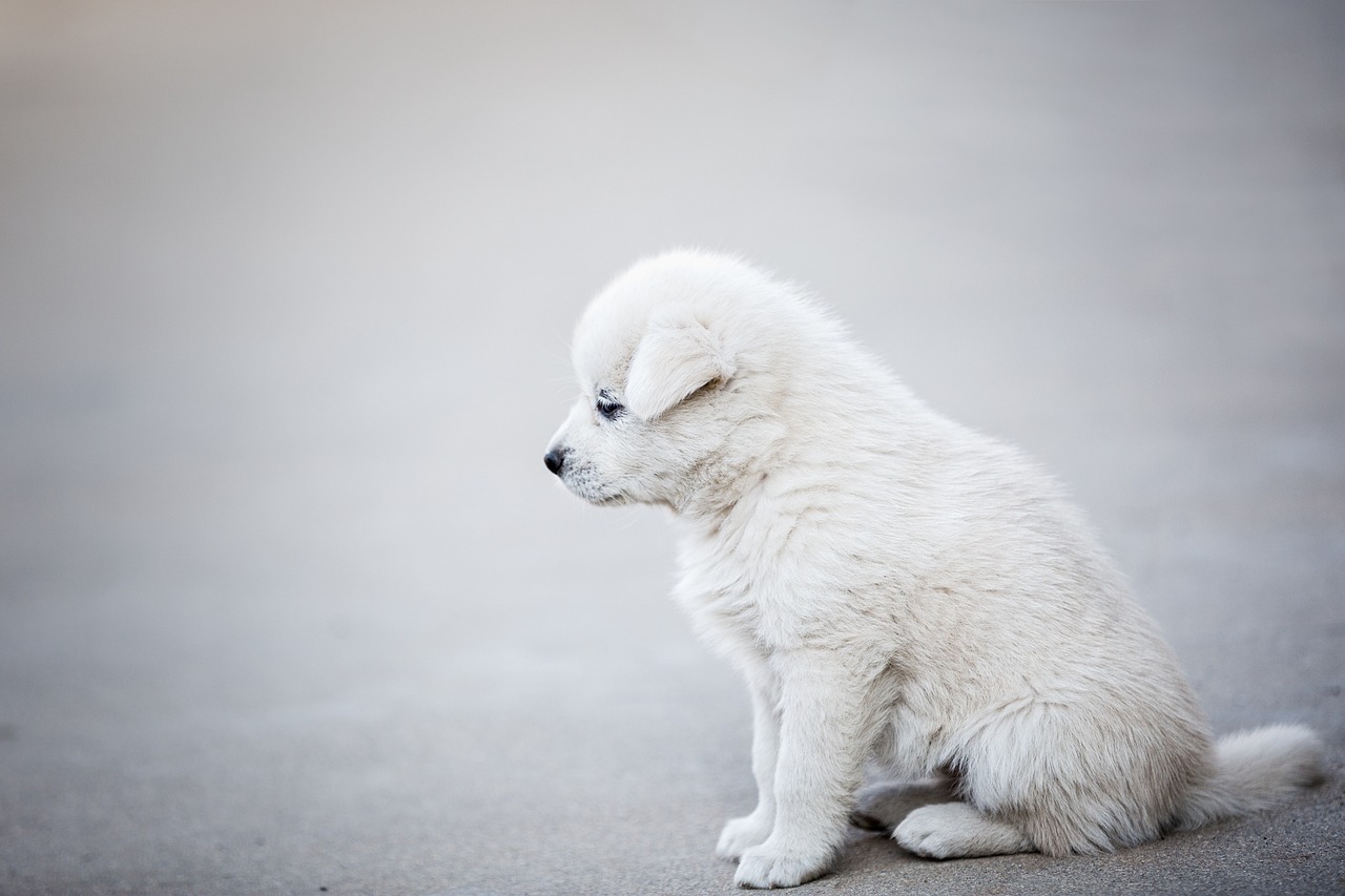 dog training – Image 1