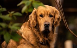 Master Canine Communication: 5 Major Dog Training Techniques