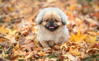 Mastering the Art of Dog Training: A Comprehensive Guide