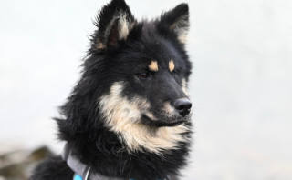 5 Simple Steps to Mastering Dog Training Effectively
