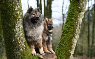 Top 7 Strategies to Train Your Dog for Better Behaviour