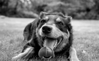 Mastering Canine Behavior: Essential Dog Training Tips Unleashed