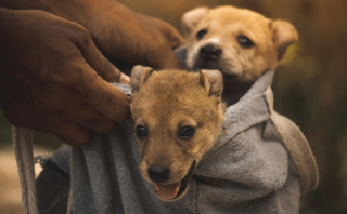 Unlocking Canine Potential: Top 5 Dog Training Techniques