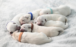 Mastering Canine Skills: 10 Effective Steps to Train Your Dog