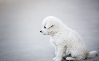 Master the Art of Canine Discipline: Key Dog Training Tips